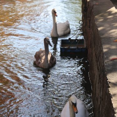 倉敷美観地区　紅葉見ごろ 2025年11月15日 2-4