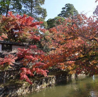 倉敷美観地区　紅葉見ごろ 2025年11月15日 3-1