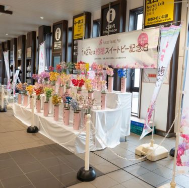 2026年　船穂スイートピー記念日 2-2