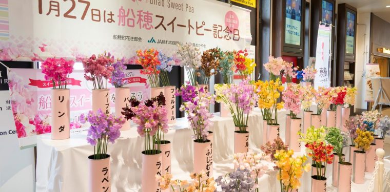 2026年　船穂スイートピー記念日 2-1
