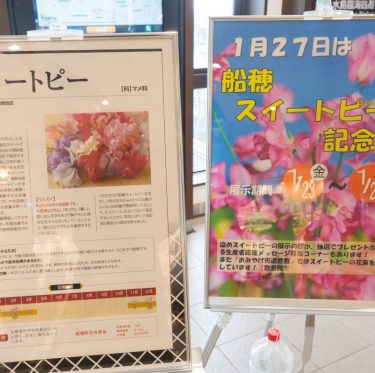 2026年　船穂スイートピー記念日 2-3