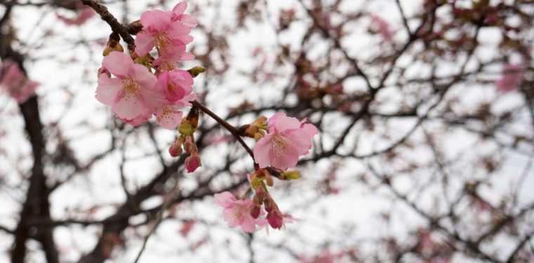 倉敷川沿いの河津桜