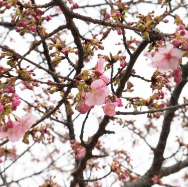 倉敷川沿いの河津桜 2-1