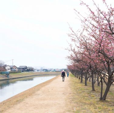 倉敷川沿いの河津桜 2-2