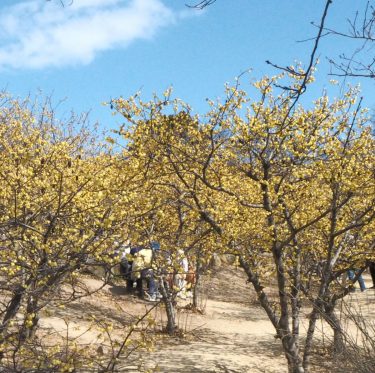 2月22日 種松山公園西園地の梅 2-3