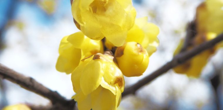 2月22日 種松山公園西園地の梅