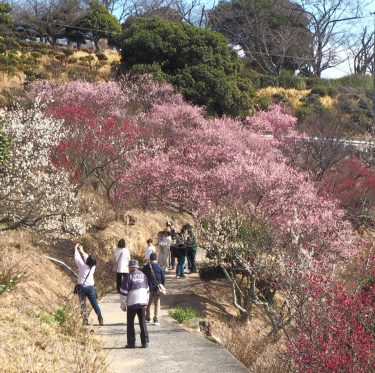 2月22日 種松山公園西園地の梅 2-4