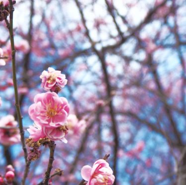 2月22日 種松山公園西園地の梅 2-1