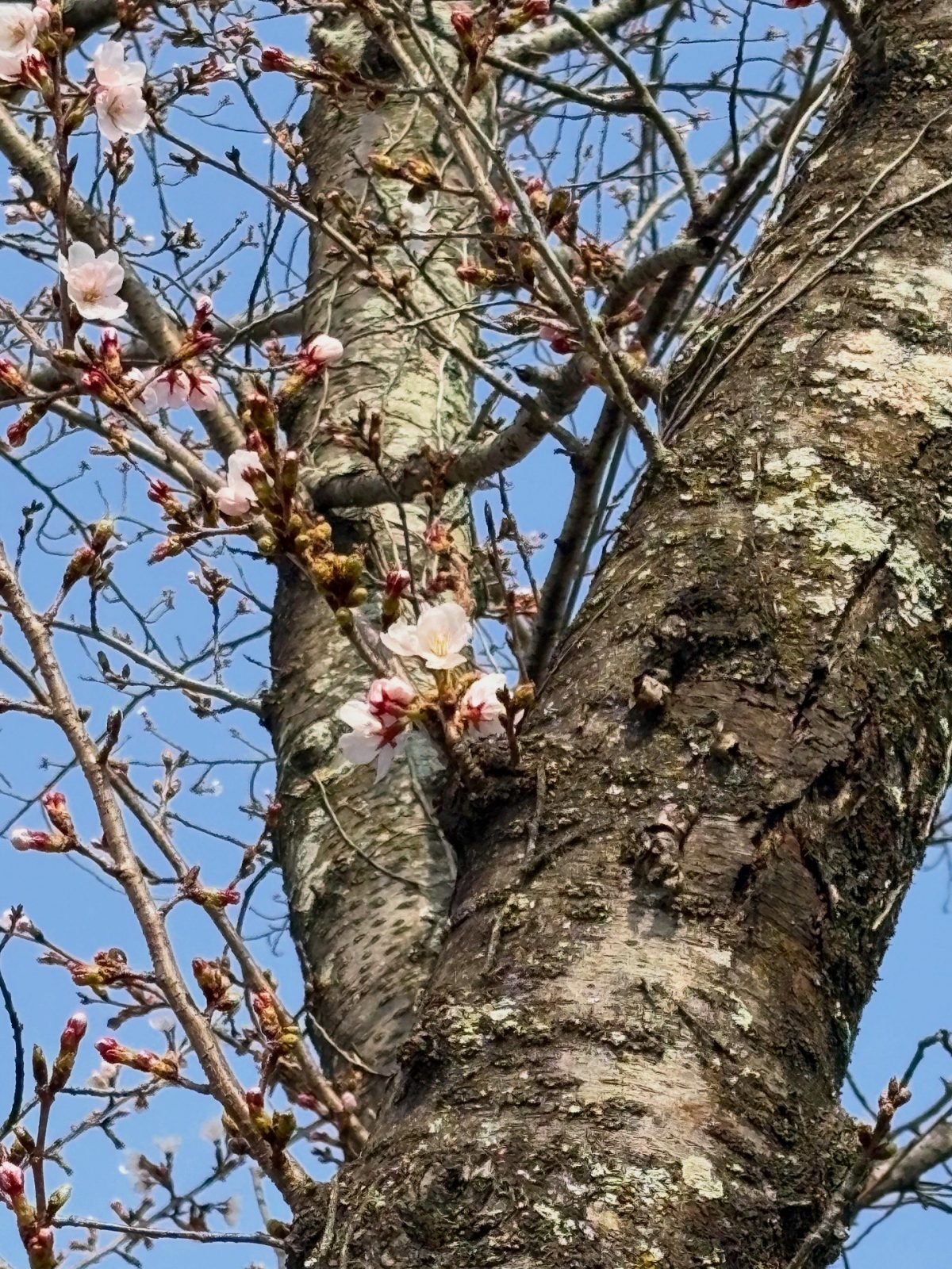 3月29日倉敷ふれあいの丘公園　咲き始め
