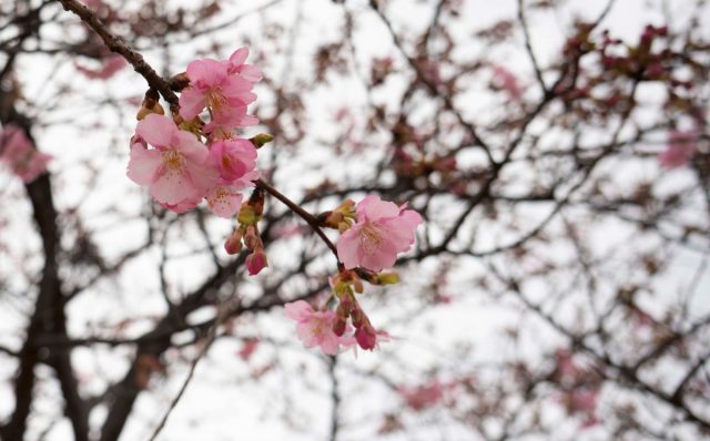 倉敷川沿いの河津桜