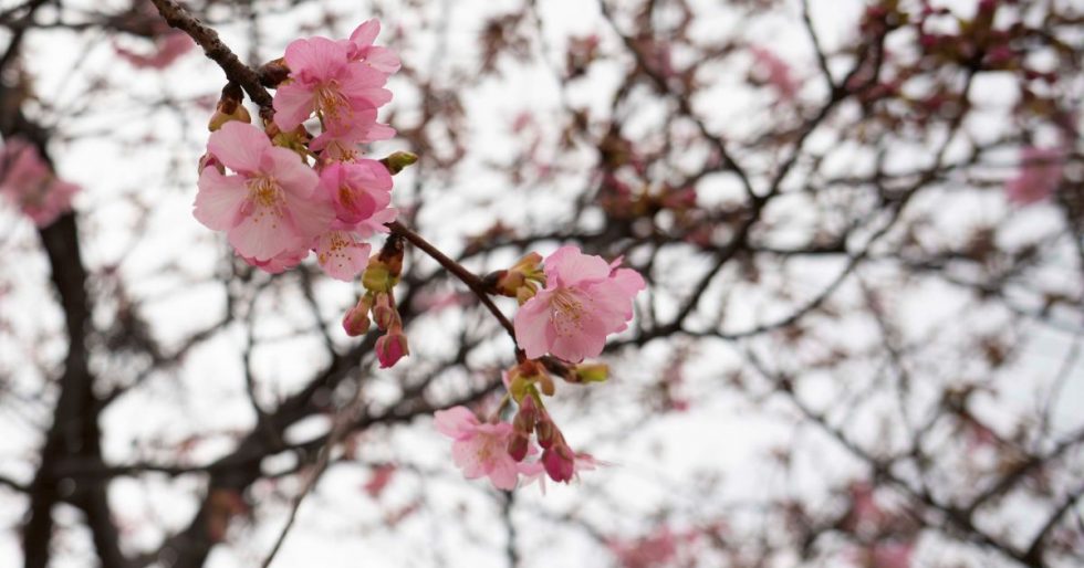 倉敷川沿いの河津桜
