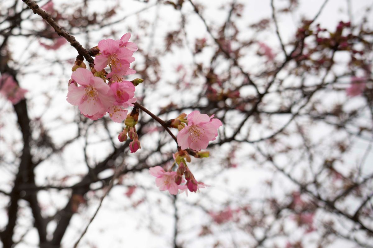 倉敷川沿いの河津桜