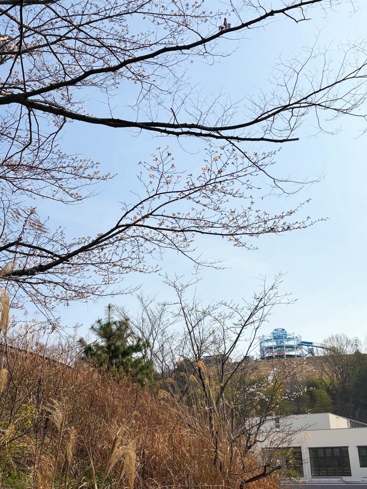 3月29日倉敷ふれあいの丘公園　咲き始め