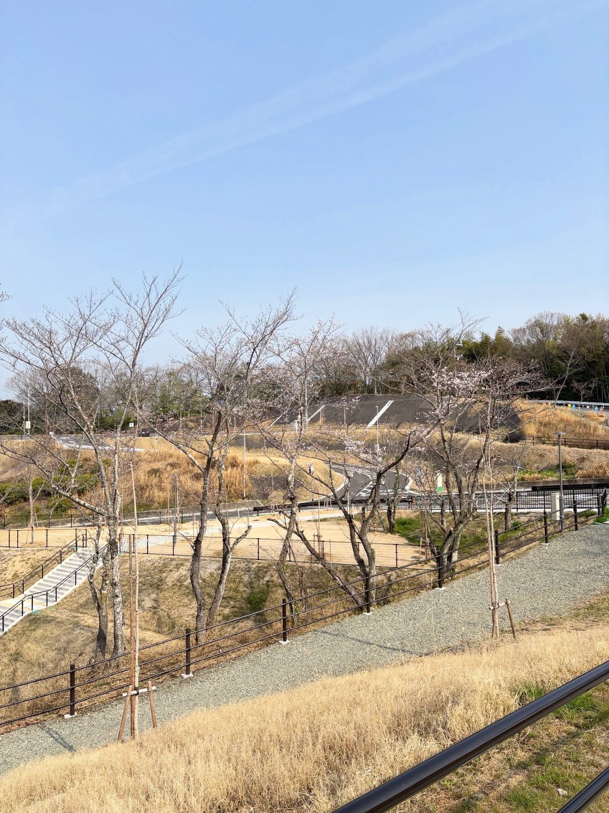 3月29日倉敷ふれあいの丘公園　咲き始め