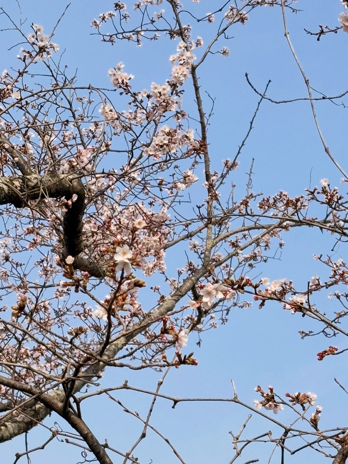 3月29日倉敷ふれあいの丘公園　咲き始め