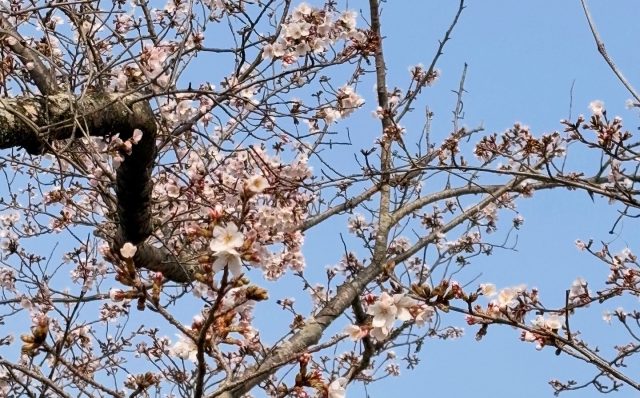 3月29日倉敷ふれあいの丘公園 咲き始め