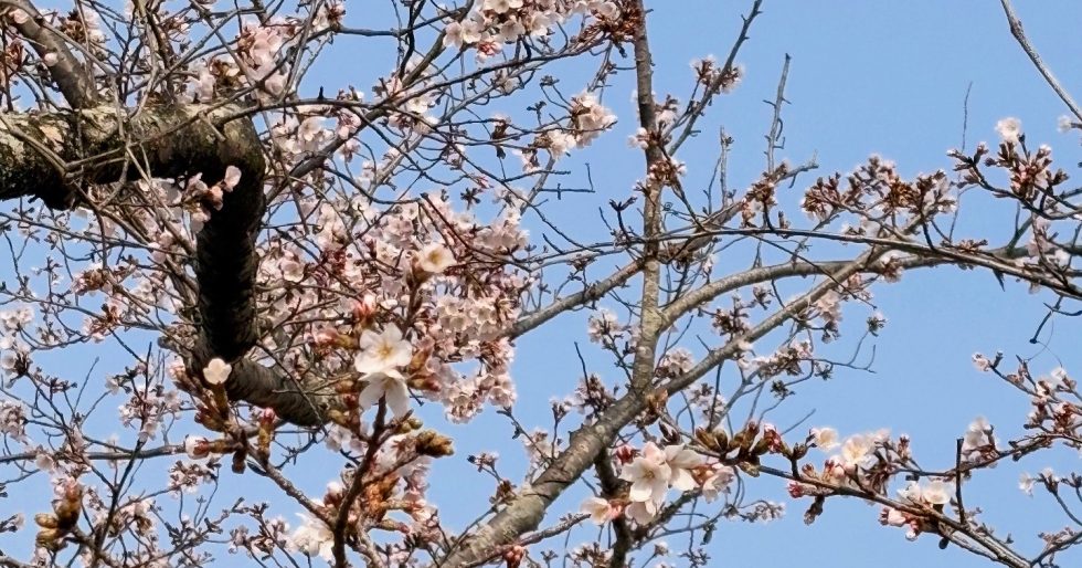 3月29日倉敷ふれあいの丘公園　咲き始め