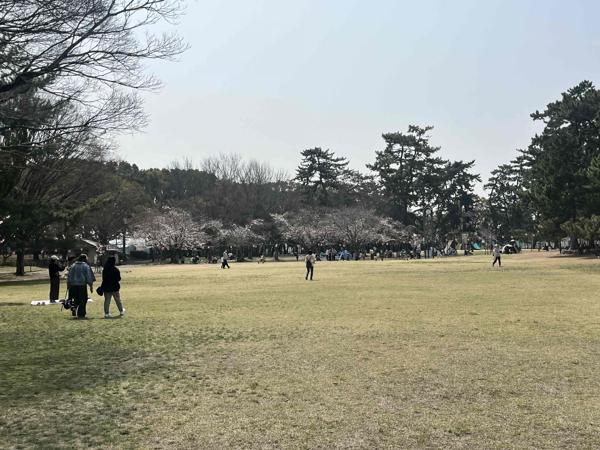 3月28日酒津公園の桜 ところどころ見ごろ