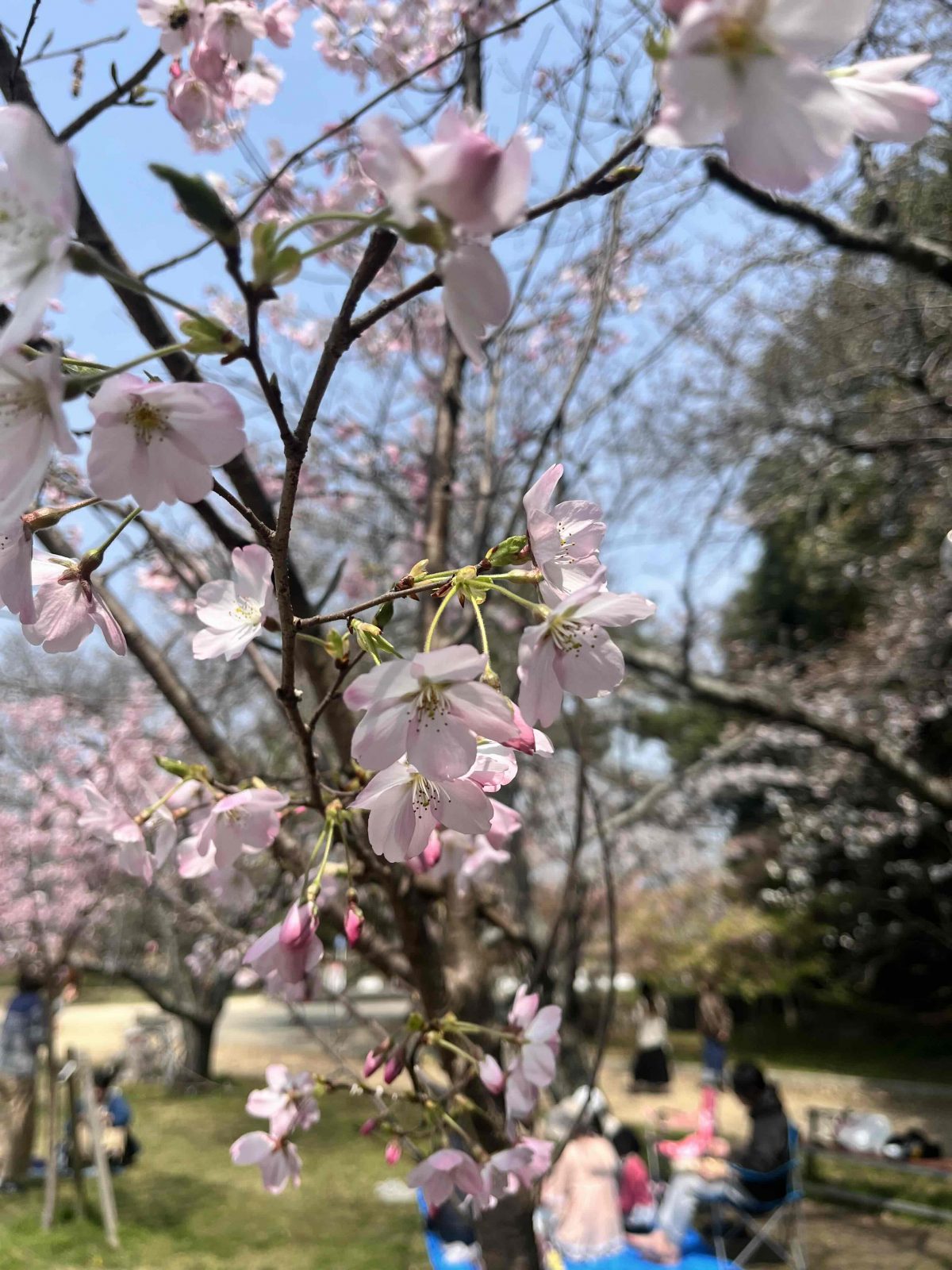 3月28日酒津公園の桜 ところどころ見ごろ