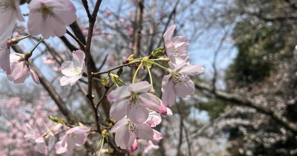 3月28日酒津公園の桜 ところどころ見ごろ