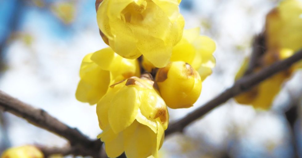 2月22日 種松山公園西園地の梅