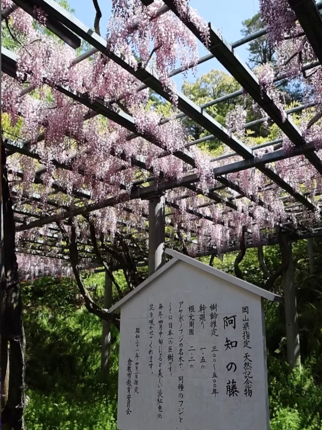 阿知の藤