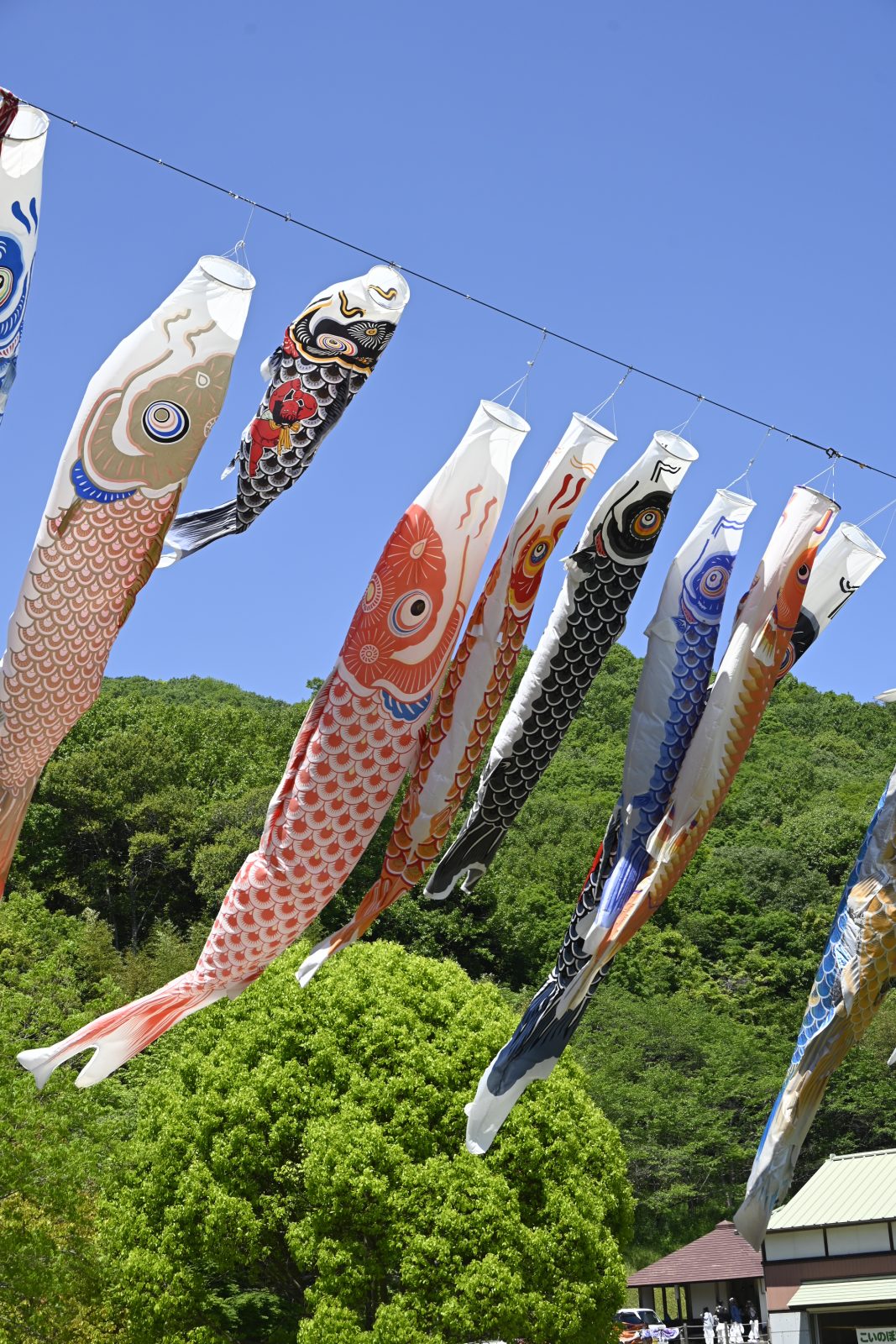 5月5日こいのぼりフェスティバル