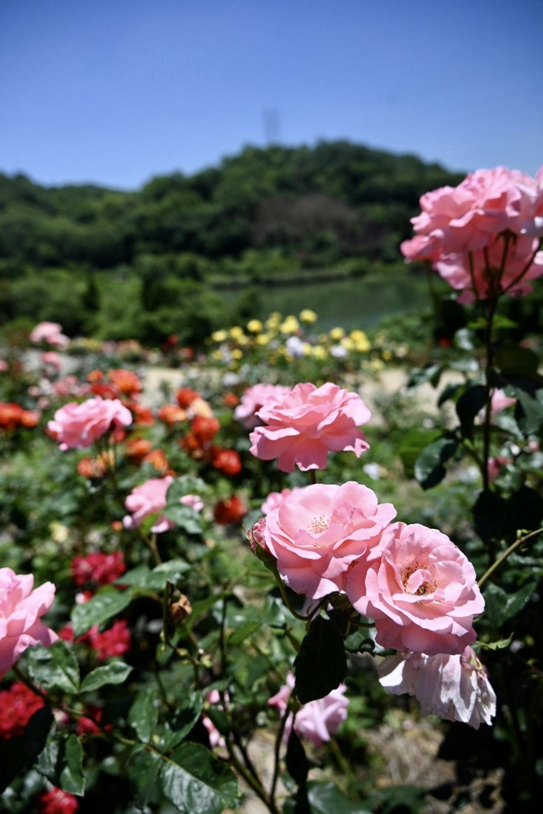 種松山公園西園地のバラ園