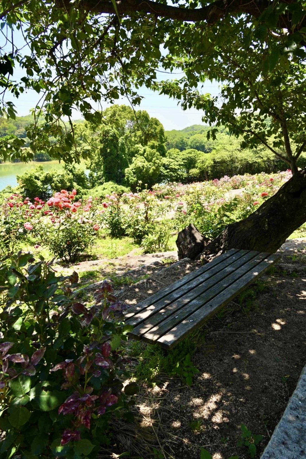 種松山公園西園地のバラ園