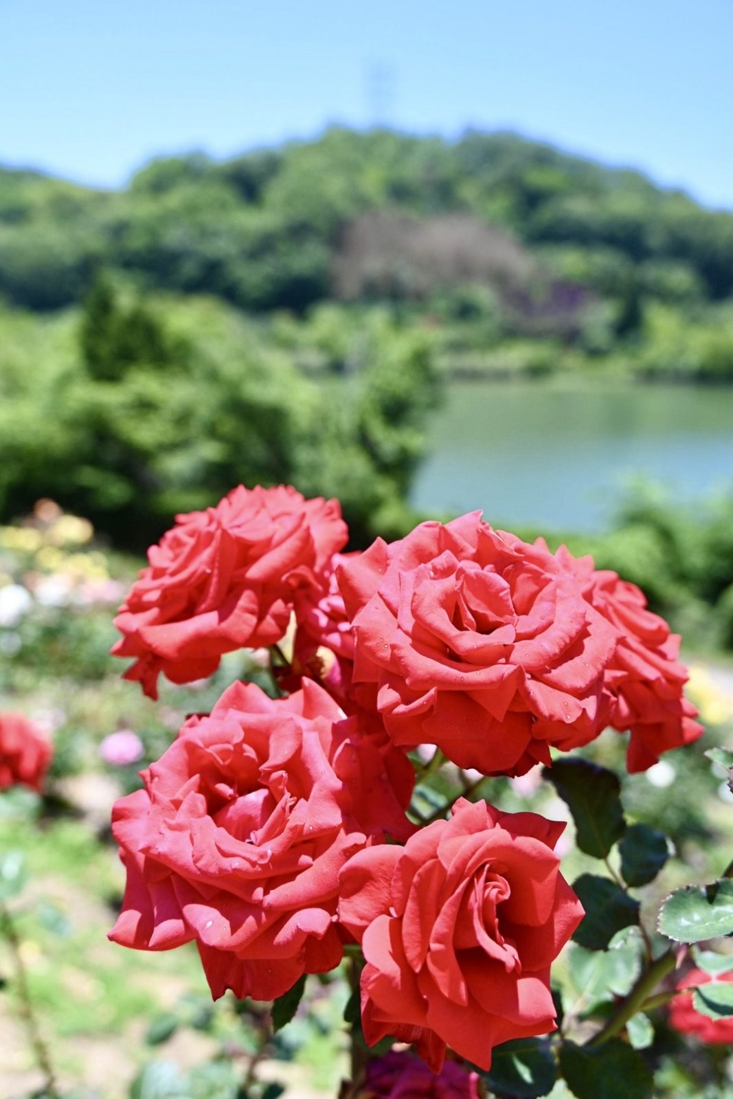 種松山公園西園地のバラ園