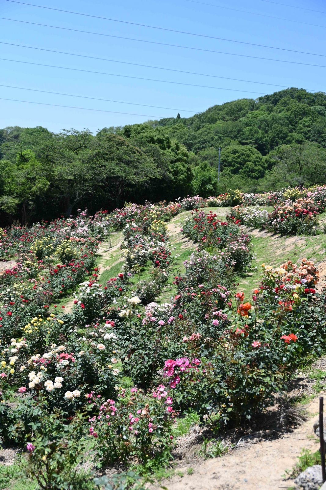 種松山公園西園地のバラ園